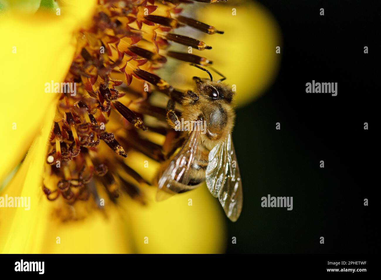 Honey bee collecting pollen from sunflower, close up Stock Photo Alamy