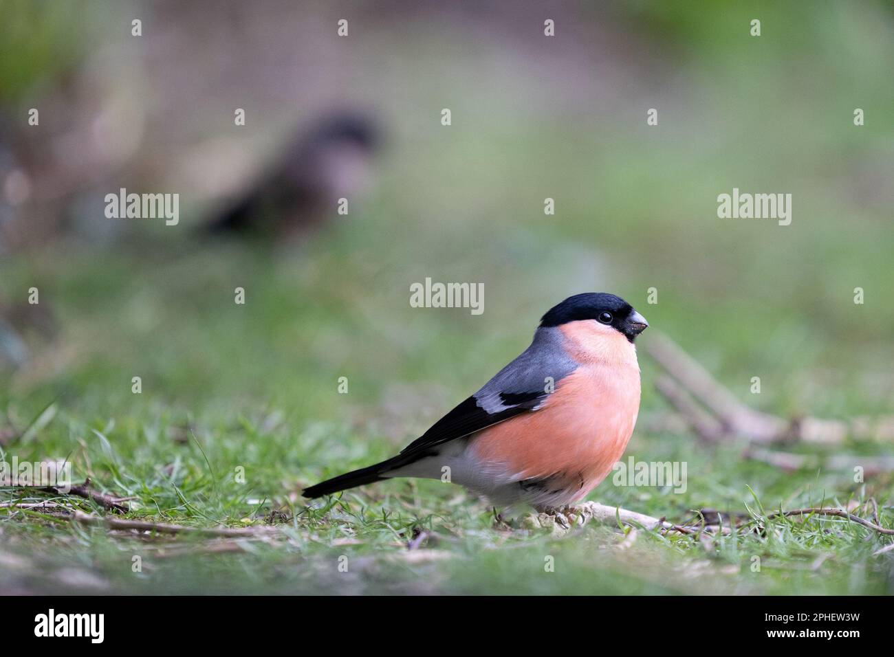 Male Eurasian Bullfinch (Pyrrhula pyrrhula) on the ground with a female bullfinch in the background - Yorkshire, UK (March 2023) Stock Photo