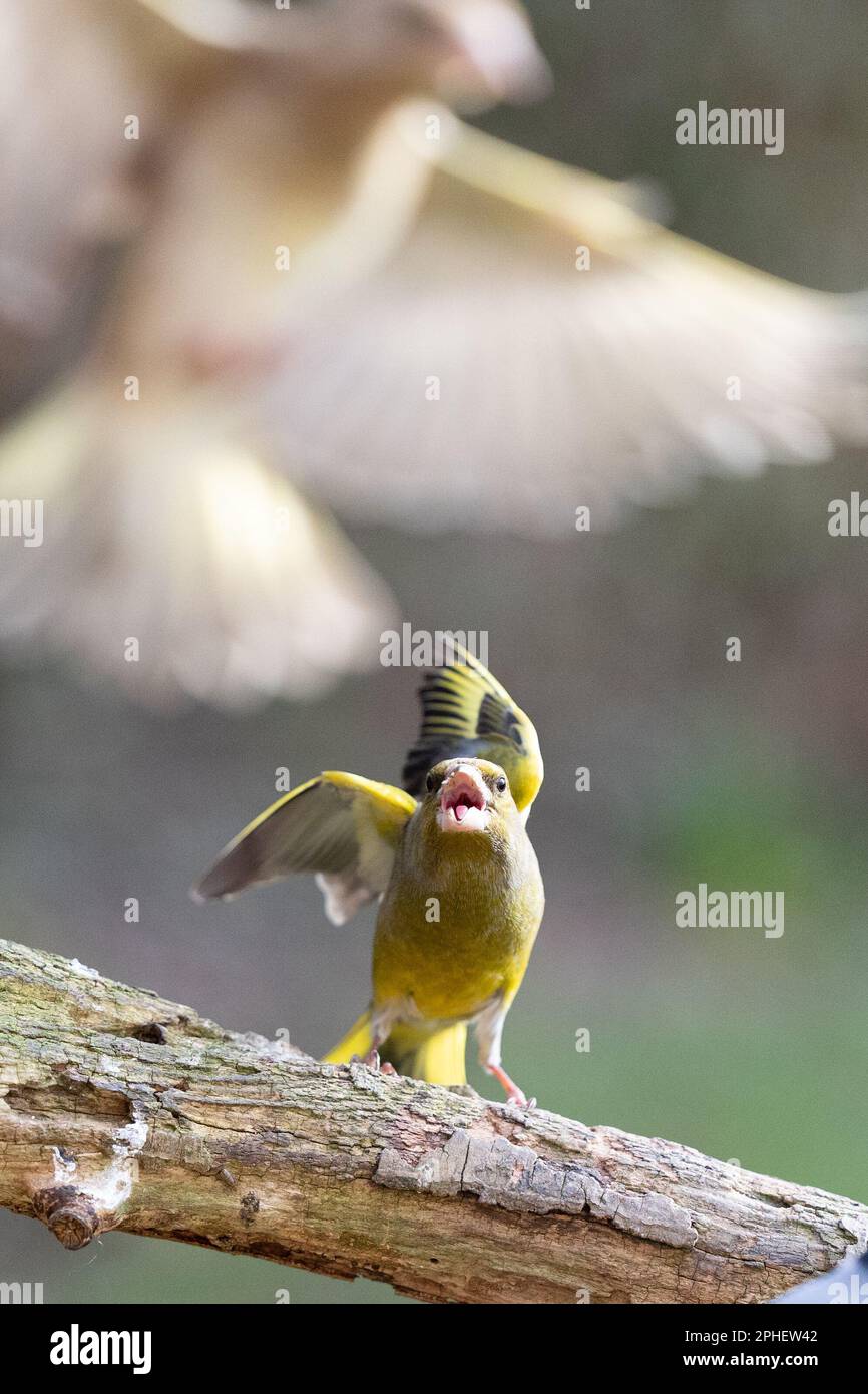Male Greenfinch (Chloris chloris) displays aggressive behaviour towards a female, the female takes flight to escape - Yorkshire, UK (February, 2023) Stock Photo