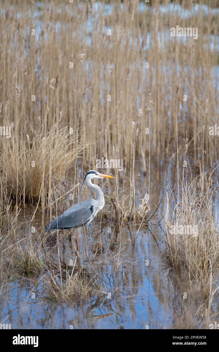 A vertical shot of a single Grey Heron (Ardea cinerea) as it stands in the water of a reed bed, marshland habitat in Yorkshire, UK (March 2023) Stock Photo