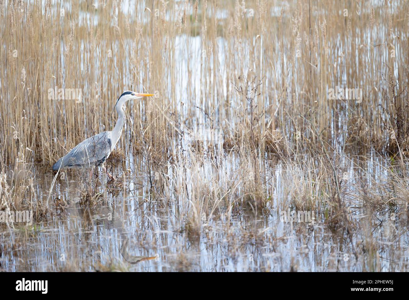 A single Grey Heron (Ardea cinerea) strides through the water of reed bed, marsh habitat in Yorkshire, UK (March 2023) Stock Photo
