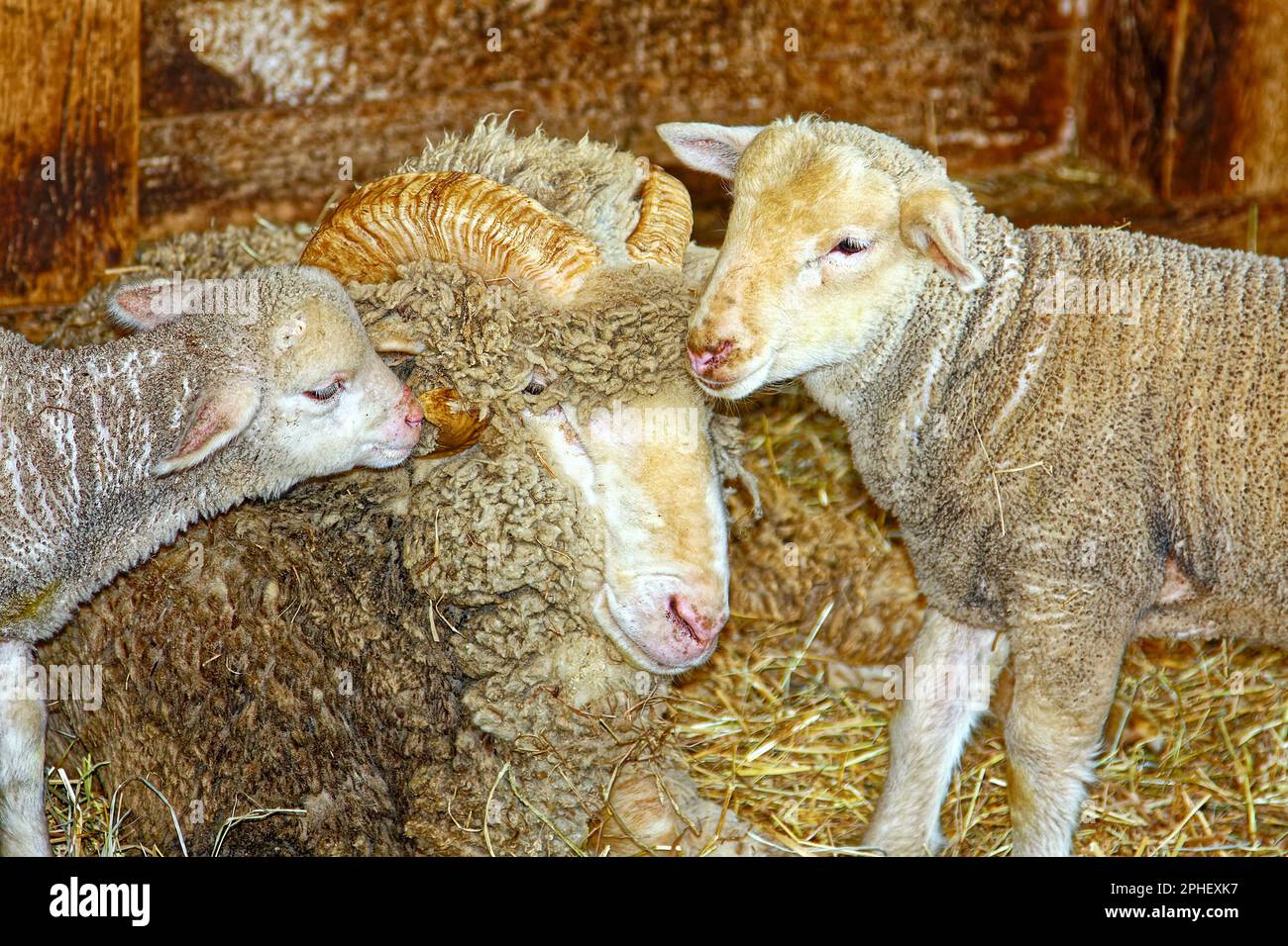 Wool lamb deals coat