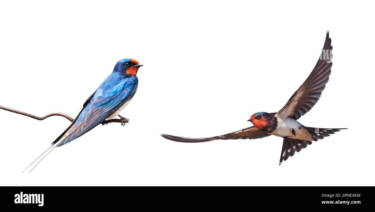 barn swallow on a wire and a swallow in flight Stock Photo Alamy