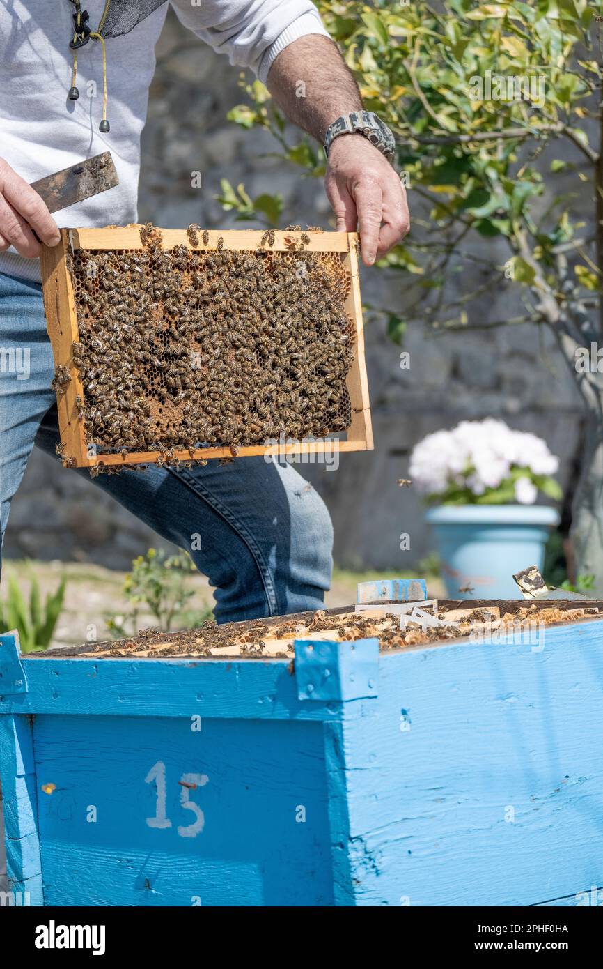 Bee keeper is controlling the bee box Stock Photo - Alamy