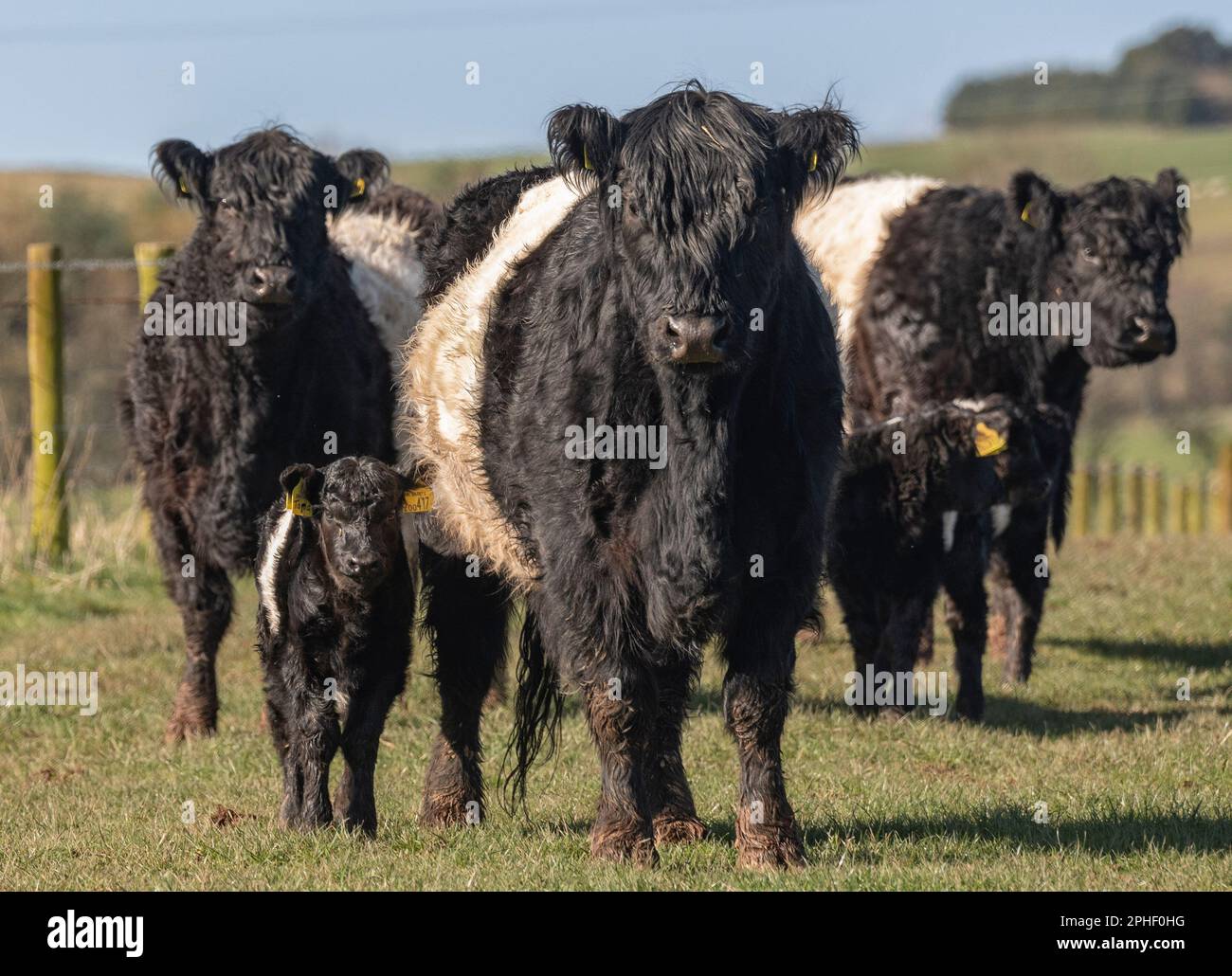 Oxton, UK. 27th Mar, 2023. Oxton., Scottish Borders, Scotland. Weather, spring, farming. ÔShe is a BelterÕ A spring scene of new life as mother Belted Galloways parade young heifer calves, only a few days old, in the green fields and sunshine at Burnfoot Farm, near Oxton in the Scottish Borders, Scotland. The Belties are names due to the white stripe that hoops around the centre of the body like a belt. Picture Credit: phil wilkinson/Alamy Live News Stock Photo