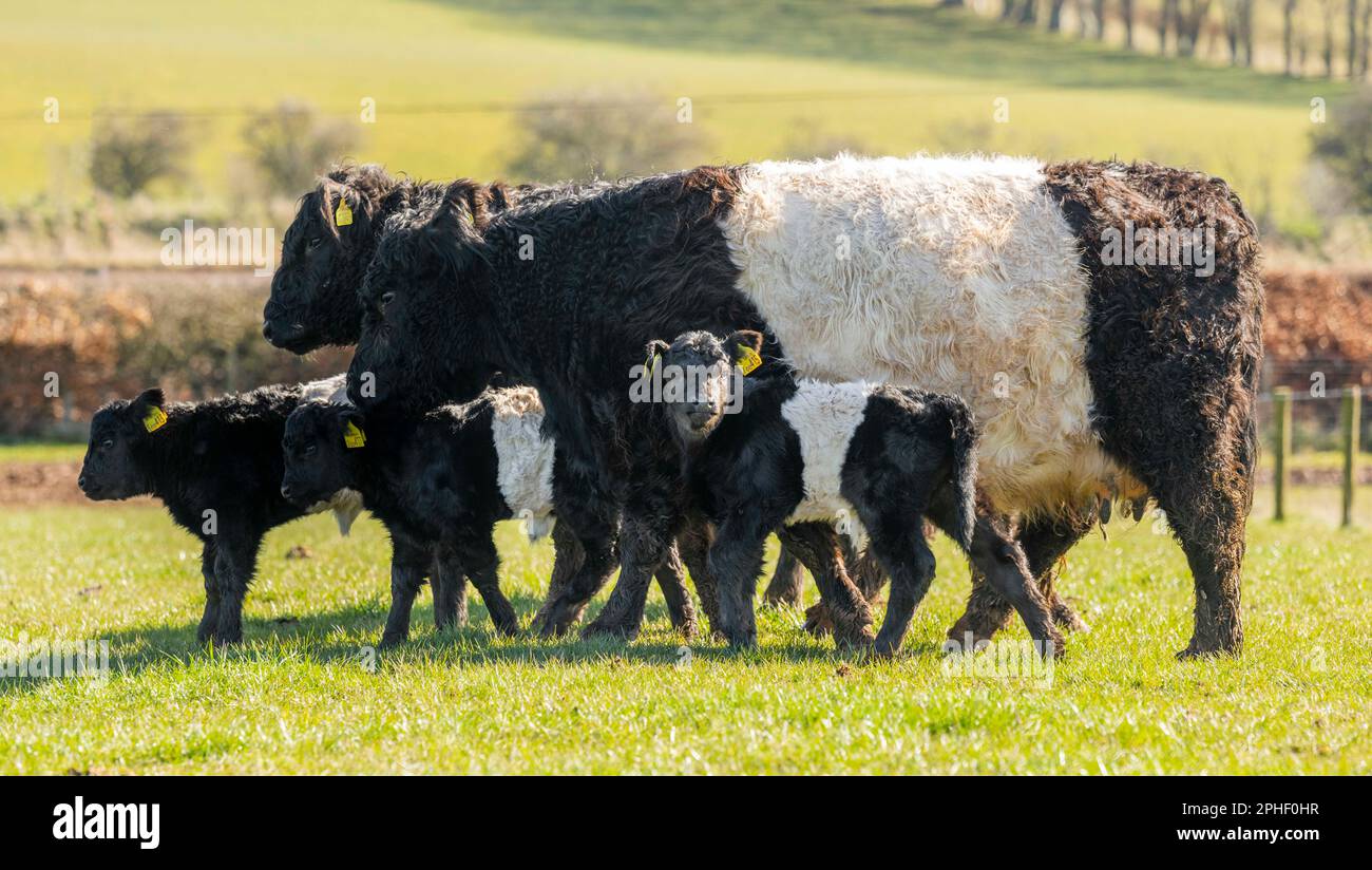 Oxton, UK. 27th Mar, 2023. Oxton., Scottish Borders, Scotland. Weather, spring, farming. ÔShe is a BelterÕ A spring scene of new life as mother Belted Galloways parade young heifer calves, only a few days old, in the green fields and sunshine at Burnfoot Farm, near Oxton in the Scottish Borders, Scotland. The Belties are names due to the white stripe that hoops around the centre of the body like a belt. Picture Credit: phil wilkinson/Alamy Live News Stock Photo