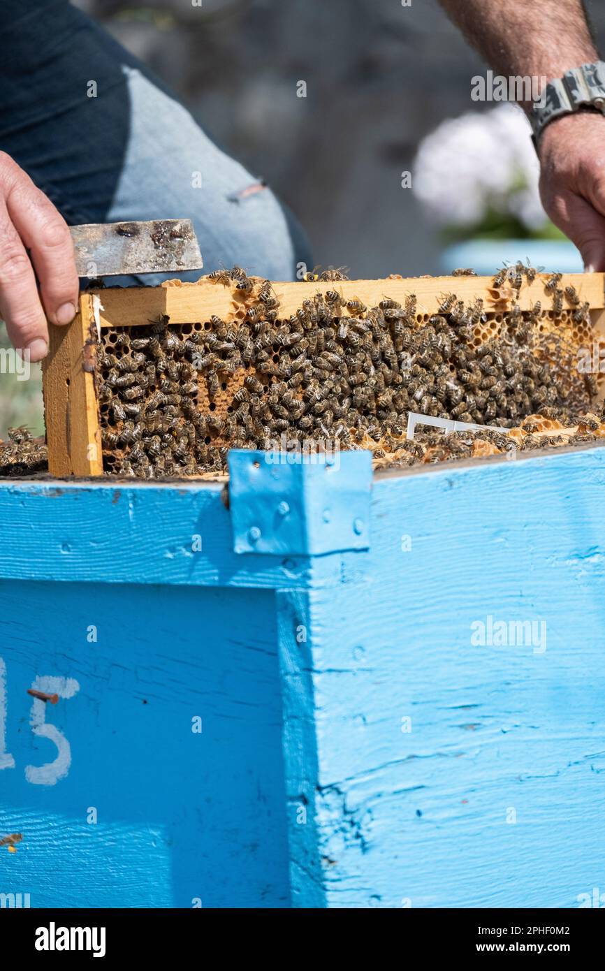 Bee keeper is controlling the bee box Stock Photo - Alamy
