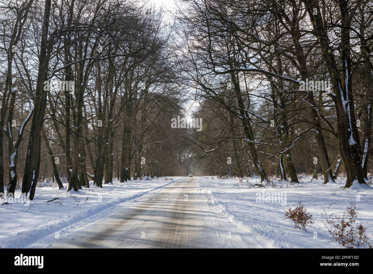 Snow-covered road through a forest with trees on both sides Stock Photo ...