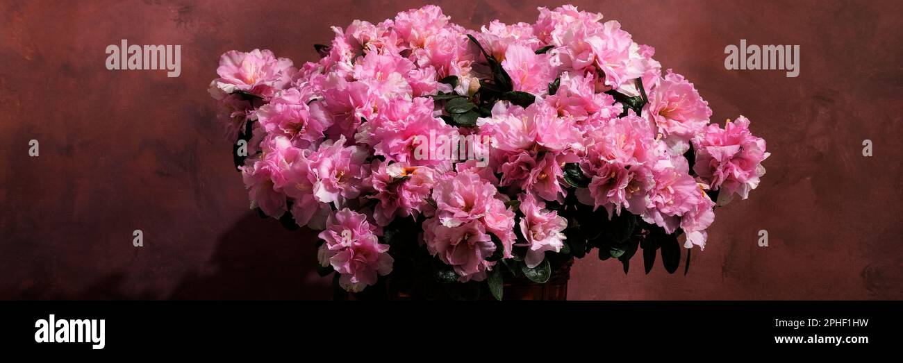 Blooming azalea, beautiful pink colors flower, seasoning gardening