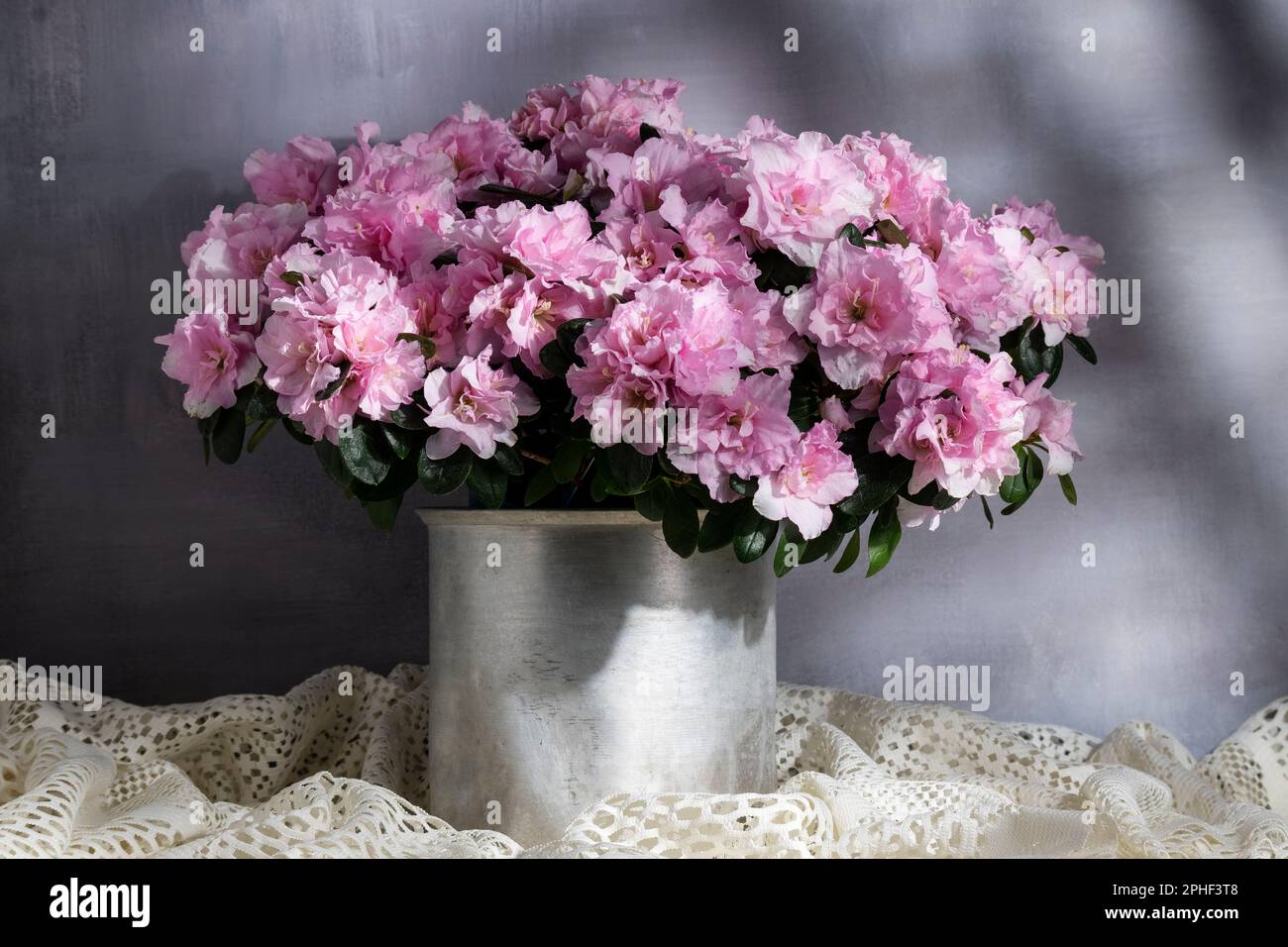 Blooming azalea in aluminum bucket, beautiful pink color flower
