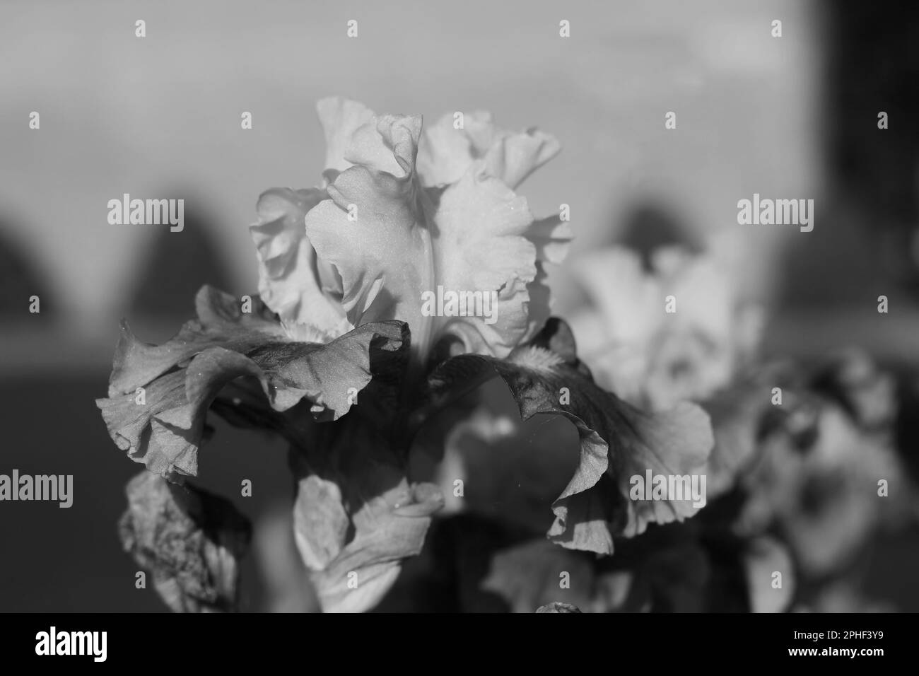 Irises bloom Black and White Stock Photos & Images - Alamy