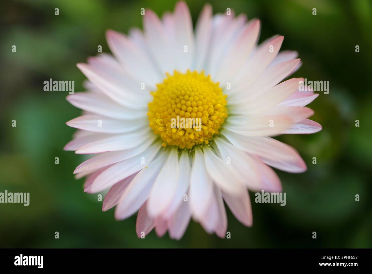 White common daisy with  yellow stamens  and green leaves,  spring daisy with delicate petals in the garden, flower head macro, beauty in nature Stock Photo