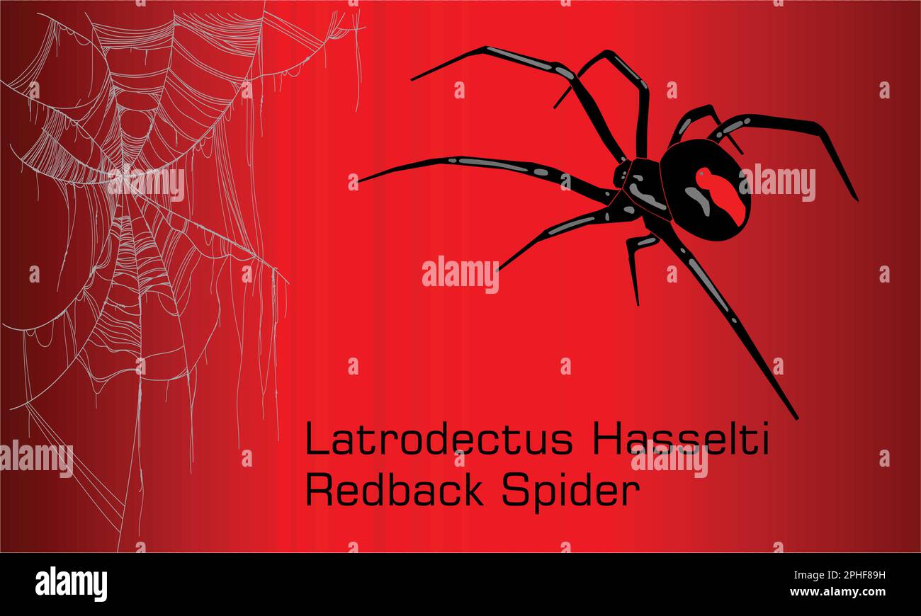 Australian black widow Spider - Illustration,  Adult female red back spider Stock Vector