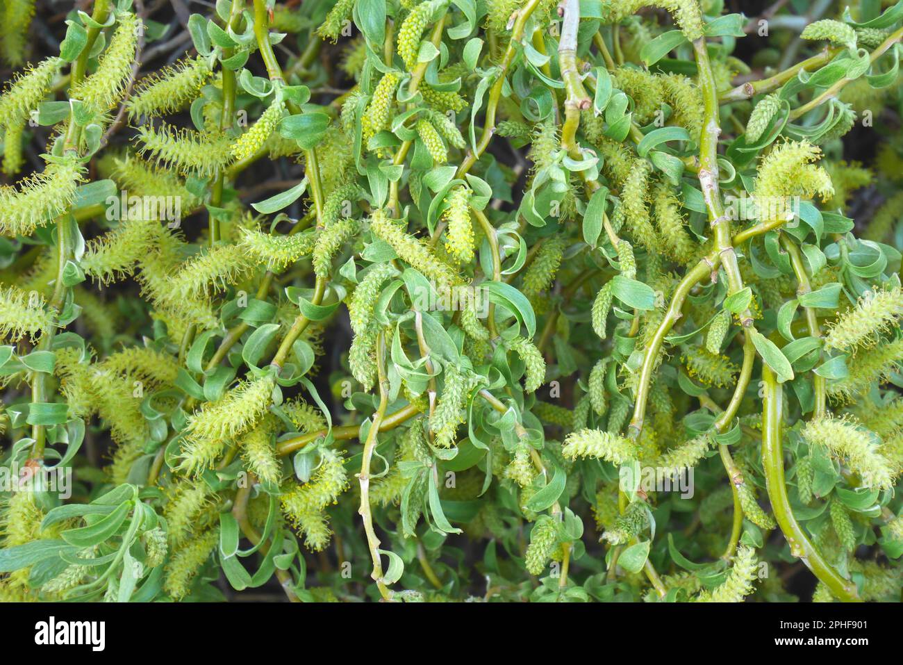 Leaves and catkins of corkscrew willow, Salix Matsudana Tortuosa, in