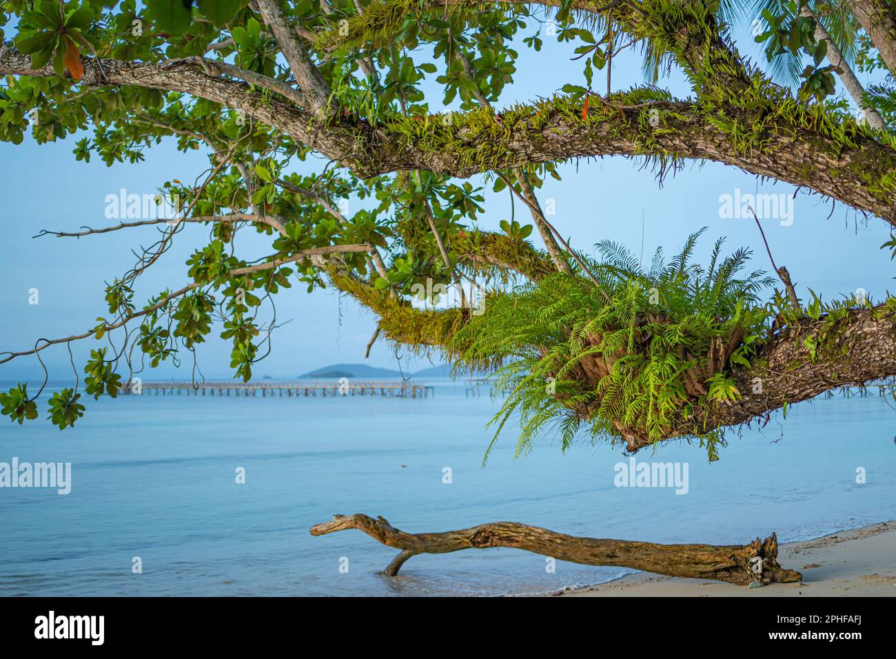 A tree with fern plant at the coastline at the village Saporkren on Waisai island, Raja Ampat, West Papua Stock Photo