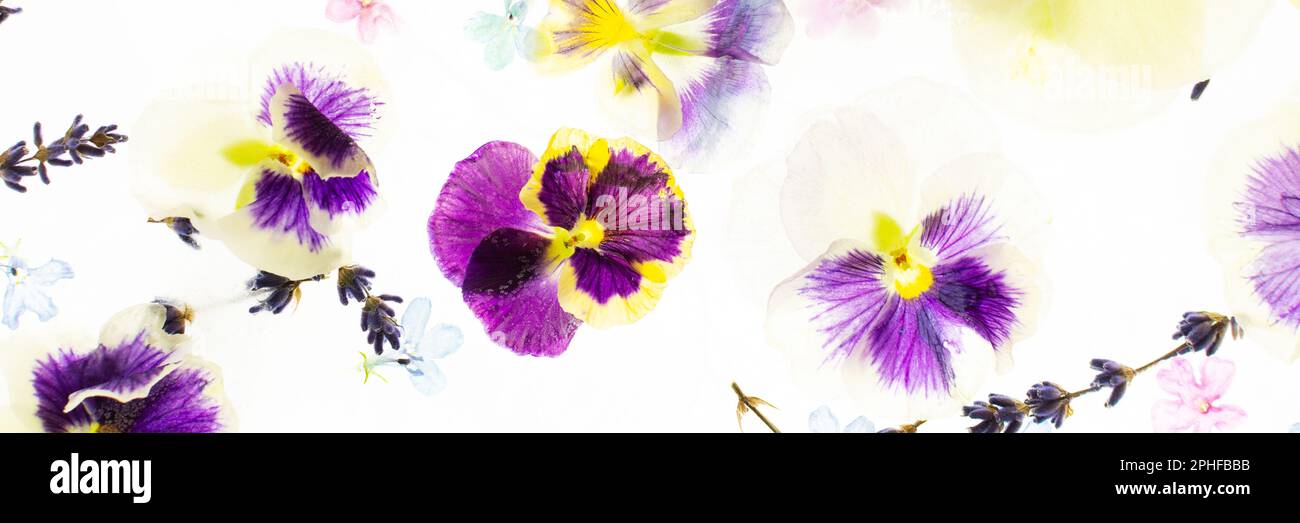 Summer banner of frozen flowers in ice, colorful pansies and geraniums, lavender and Verbena Stock Photo