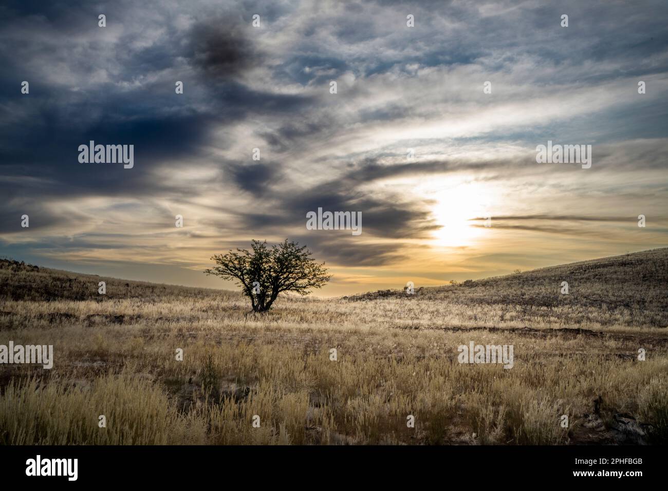 Single tree standing in a beautiful desert landscape with cloudy contrasty evening sun sky. Damaraland, Namibia, Africa Stock Photo