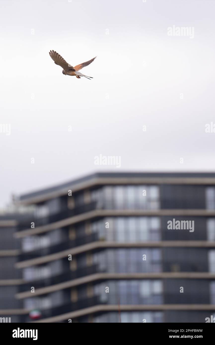 Manchester, UK. 26th Mar, 2023. Kestrel Pomona Island, Trafford
