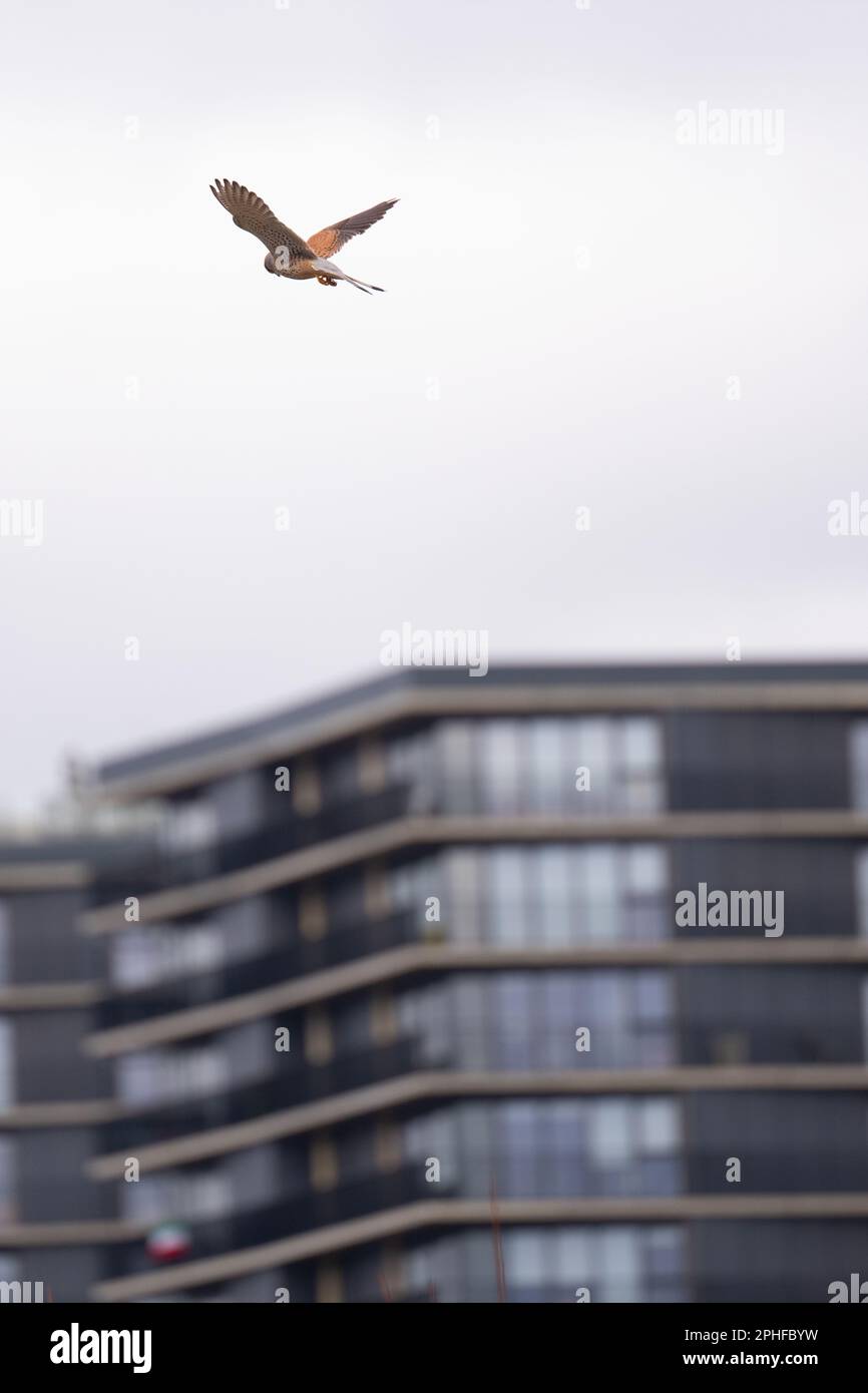Manchester, UK. 26th Mar, 2023. Kestrel Pomona Island, Trafford