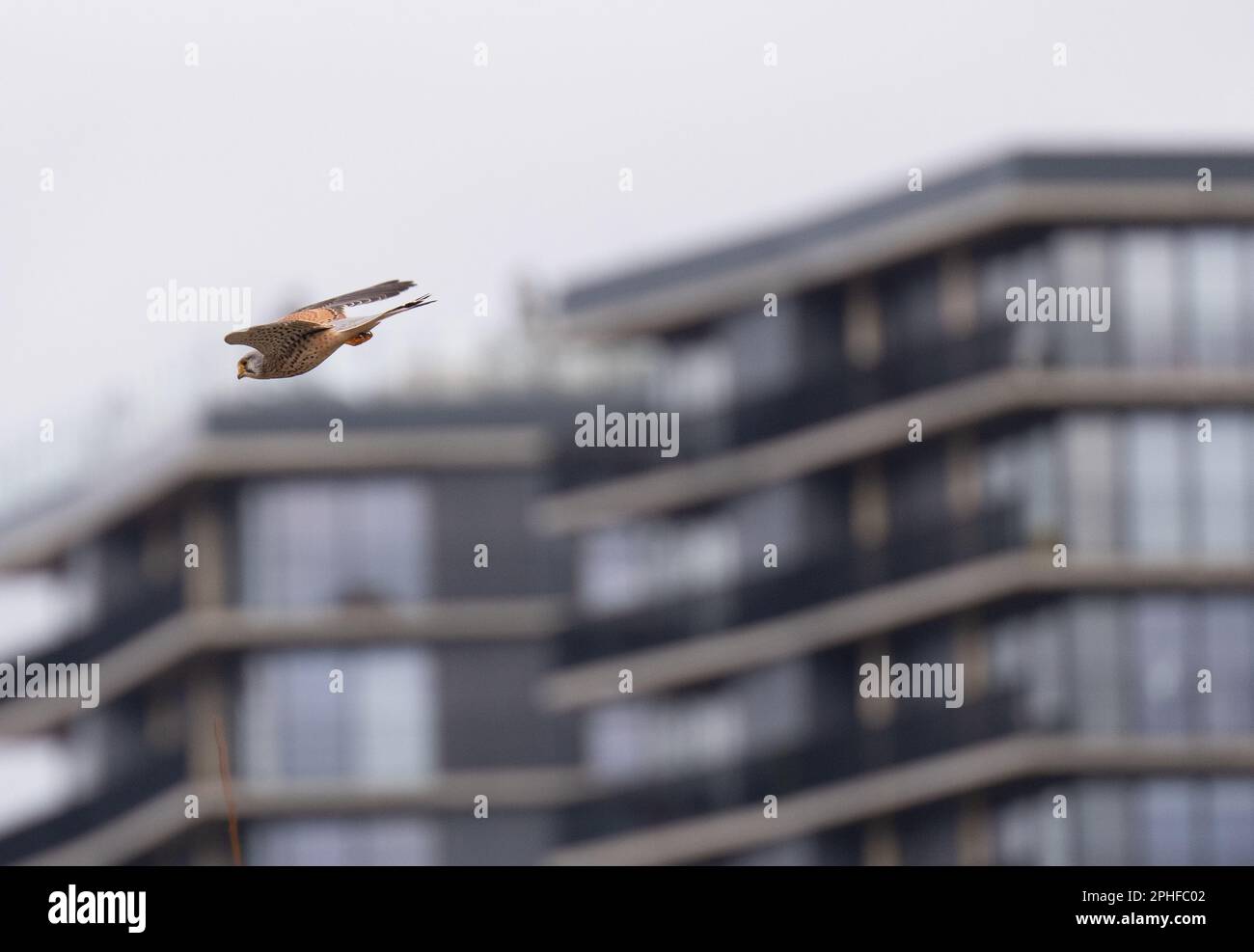 Manchester, UK. 26th Mar, 2023. Kestrel Pomona Island, Trafford