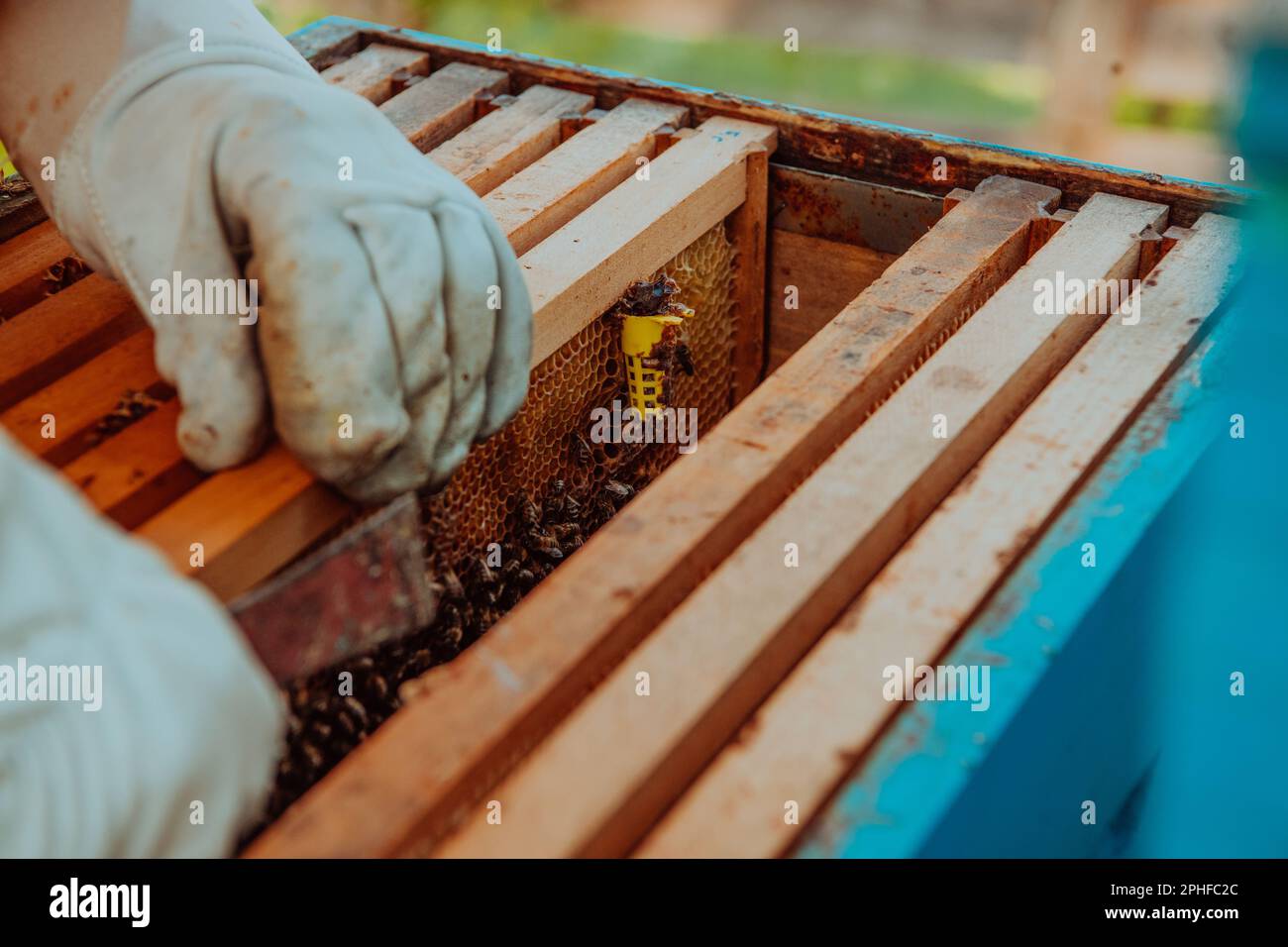 The beekeeper checks the queens for the honeycomb. Beekeepers check ...