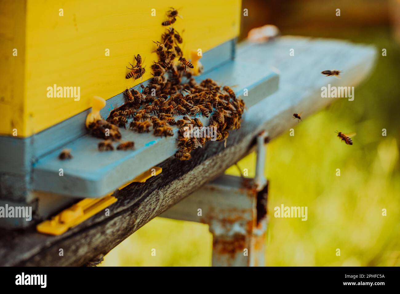 Close up photo of bees hovering around the hive carrying pollen Stock Photo Alamy