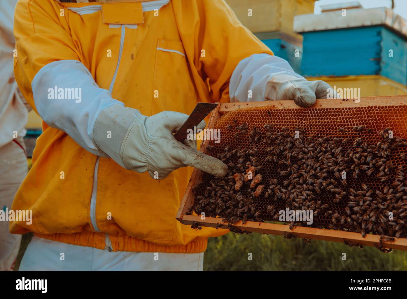 The beekeeper checks the queens for the Beekeepers check