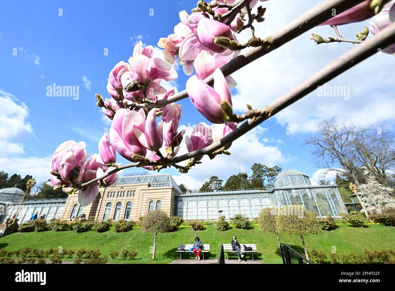 28 March 2023, Baden-Württemberg, Stuttgart: At Wilhelma in Stuttgart, magnolias bloom in the magnolia grove during spring-like weather. Photo: Bernd Weißbrod/dpa Stock Photo