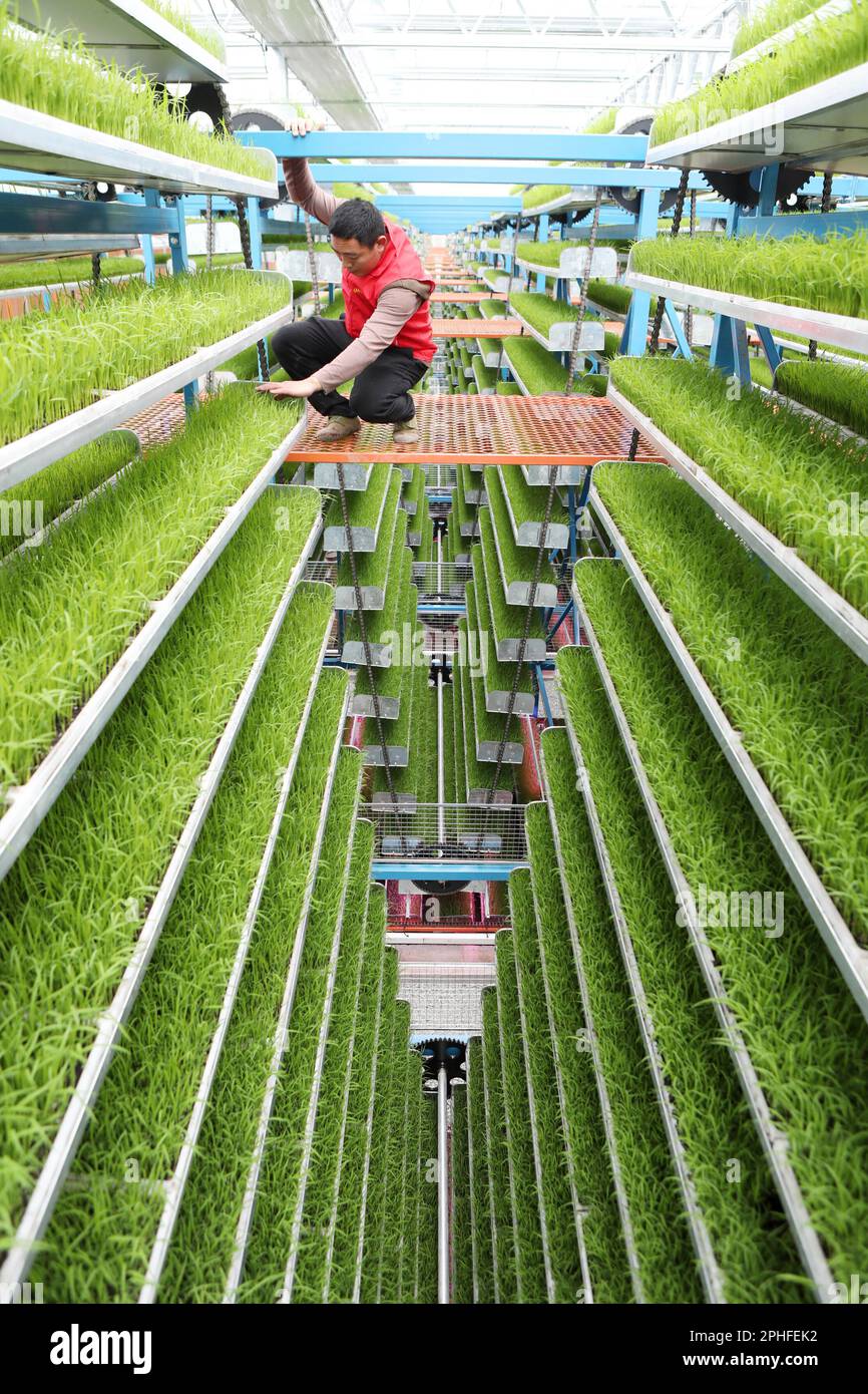 A technician checks the growth of the rice seedlings in a smart ...