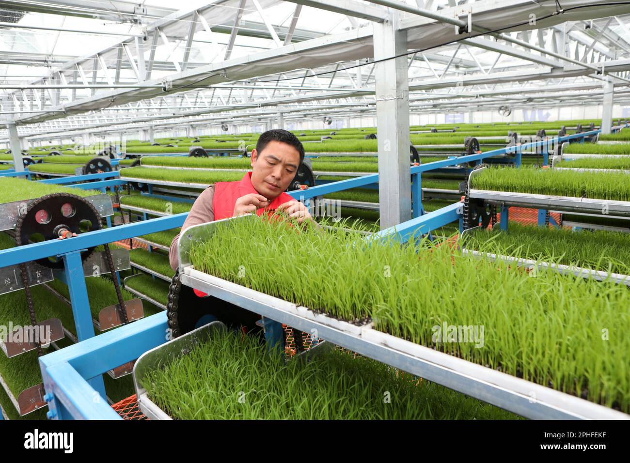 A technician checks the growth of the rice seedlings in a smart ...