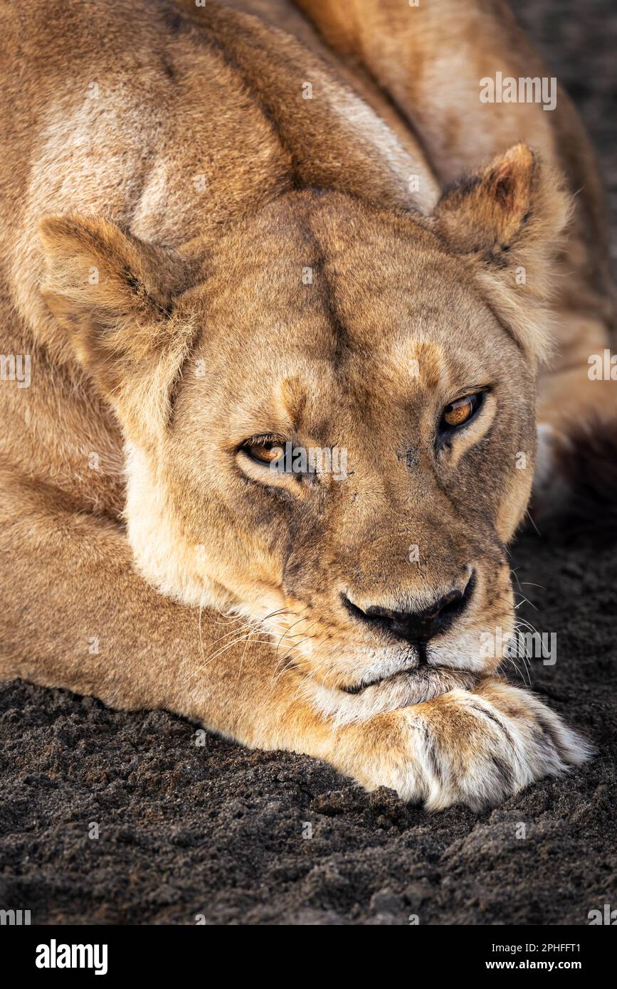 Wild majestic lioness rests, simba, in the savannah in the Serengeti National Park, Tanzania, Africa Stock Photo