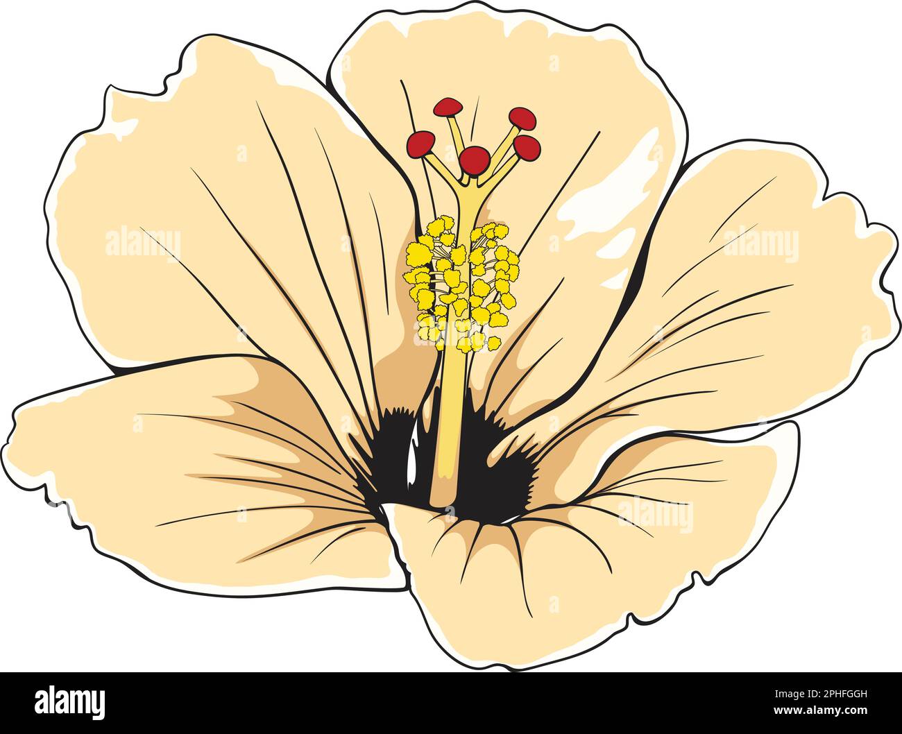 Elegant Hawaiian Hibiscus vector flower. Hand-drawn spring flower with ...