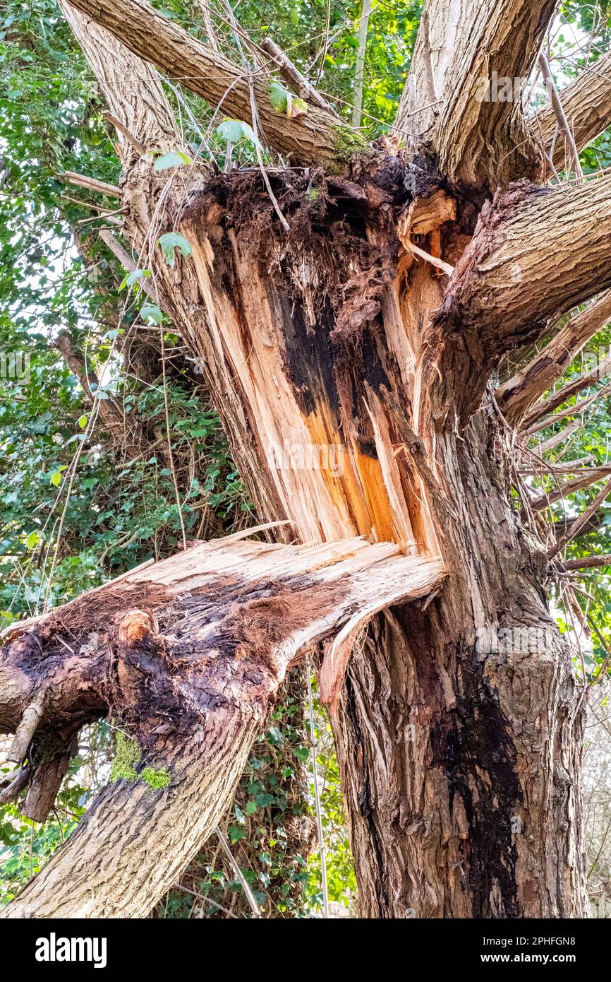 Storm damaged tree UK Stock Photo