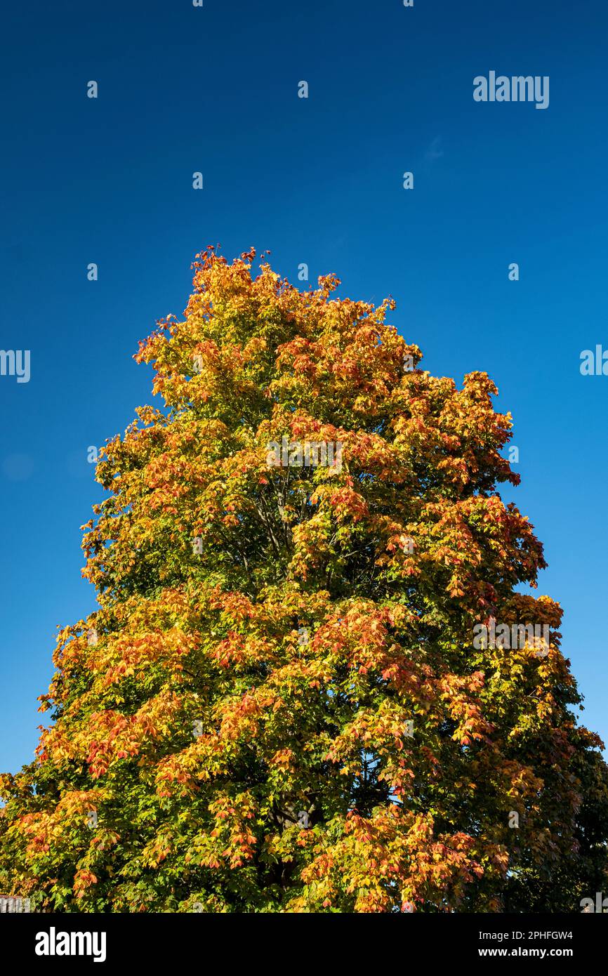Colourful tree in autumn with blue sky UK Stock Photo