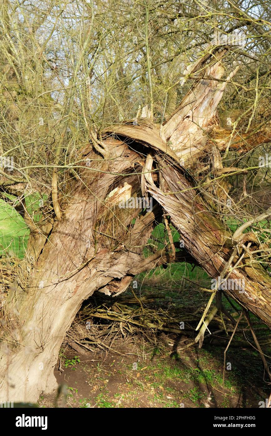 Storm damaged tree UK Stock Photo