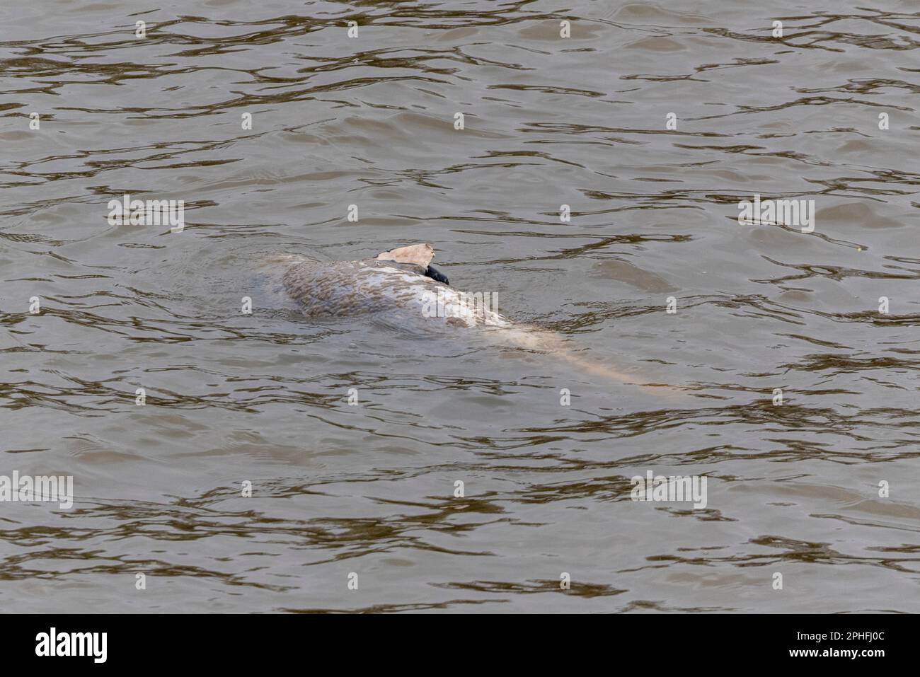 Dead seal floating in the River Thames at Chiswick, London, UK Stock Photo