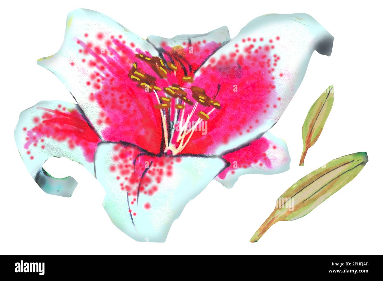 pink lily illustration,hand drawing.The drawing is made with alcohol markers on a white background Stock Photo