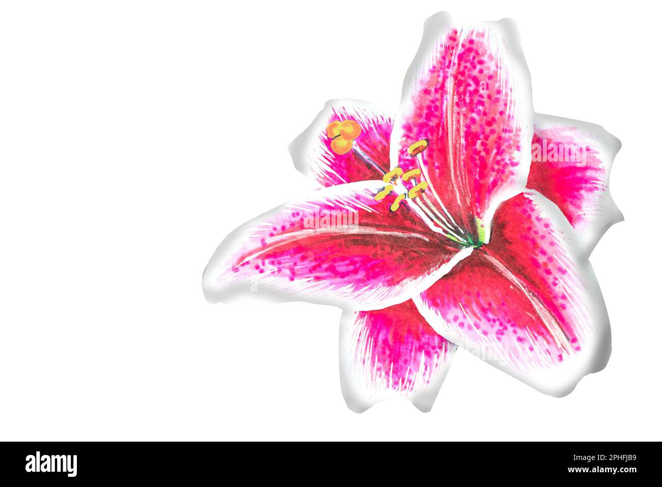 pink lily illustration,hand drawing.The drawing is made with alcohol markers on a white background Stock Photo