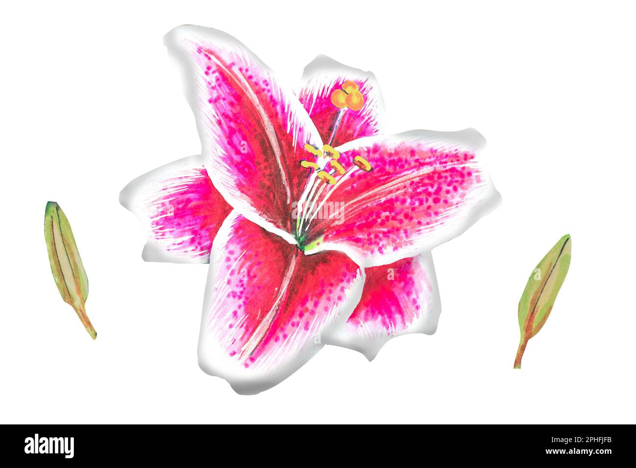 pink lily illustration,hand drawing.The drawing is made with alcohol markers on a white background Stock Photo