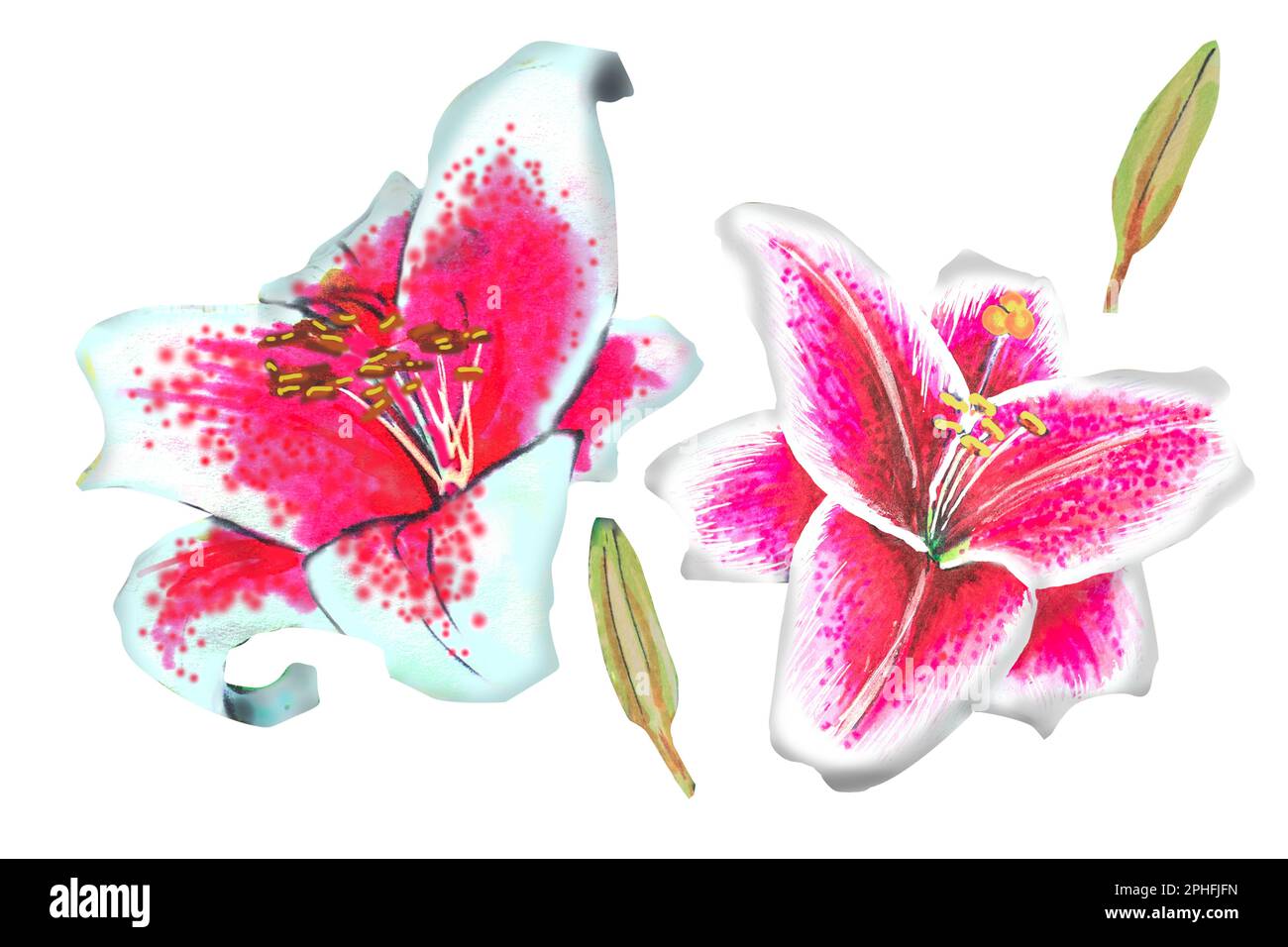 pink lily illustration,hand drawing.The drawing is made with alcohol markers on a white background Stock Photo