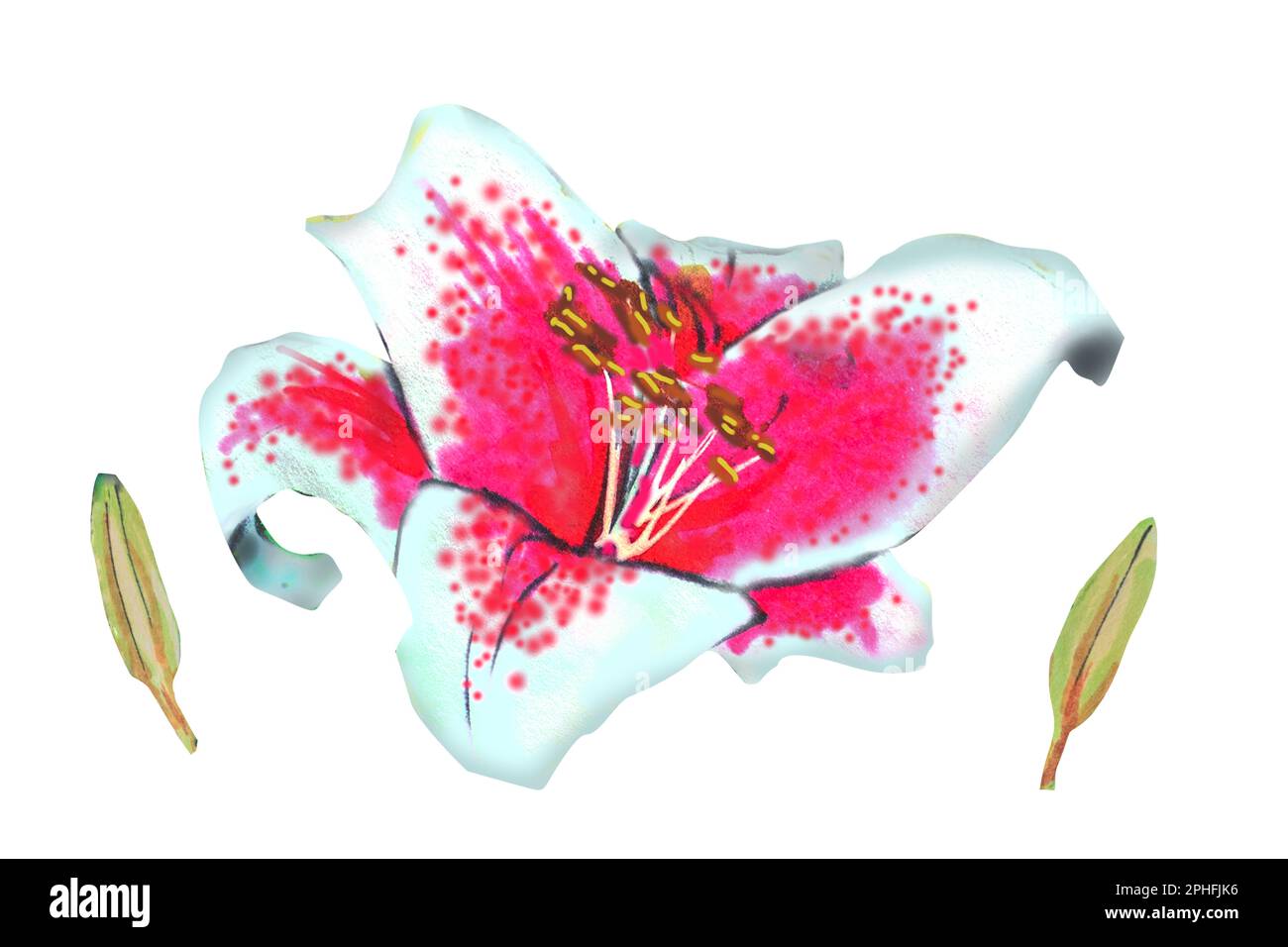 pink lily illustration,hand drawing.The drawing is made with alcohol markers on a white background Stock Photo