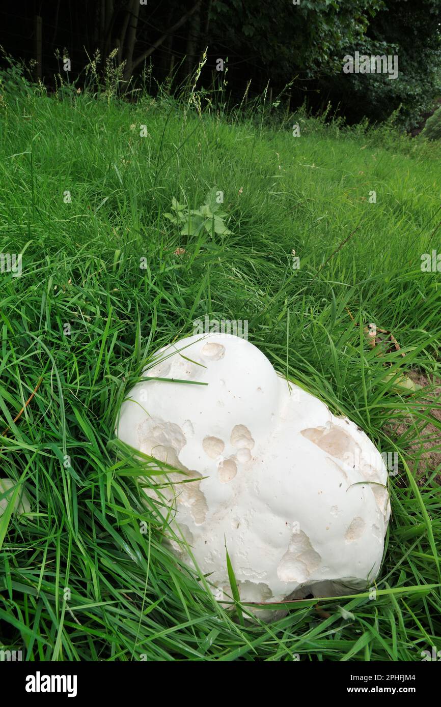 Giant Puffball fungi (Calvatia gigantea) large specimen growing on old grassland by woodland edge, Roxburghshire, Scottish Borders, Scotland, August. Stock Photo