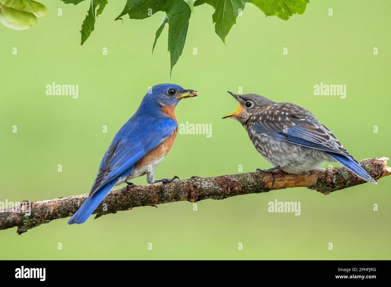 A male Eastern Bluebird feeds one of his hungry fledgling chicks with birdseed while perched on a branch with green leaves at the top of the frame. Stock Photo