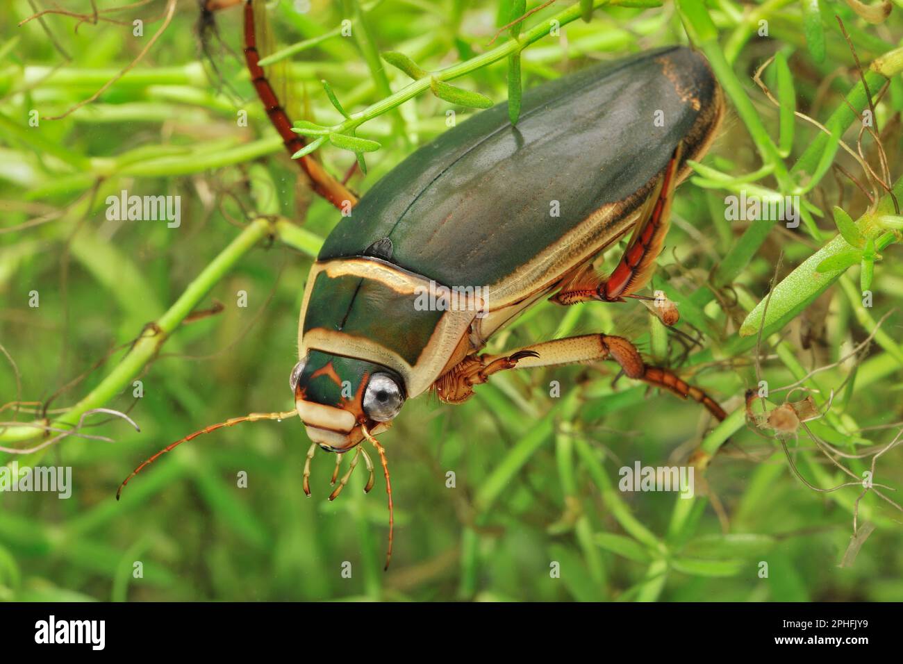 Great Diving Beetle (Dytiscus marginalis) photographed underwater and through the side of a glass tank in studio, Aigas Field Centre, Inverness-shire, Stock Photo