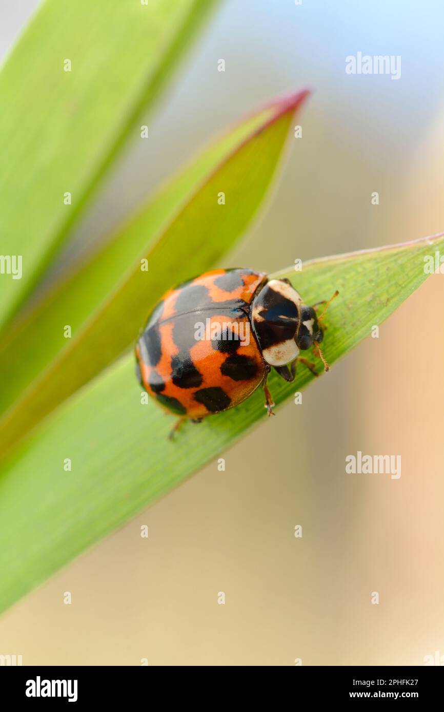 Harlequin Ladybird (Harmonia axyridis) close-up of single animal on yellow iris leaf, Cheshire, England, March 2017 Stock Photo