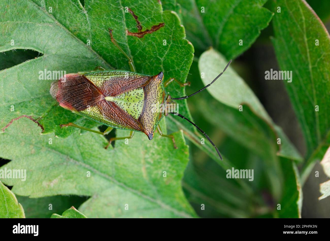 Scottish insects hi-res stock photography and images - Alamy
