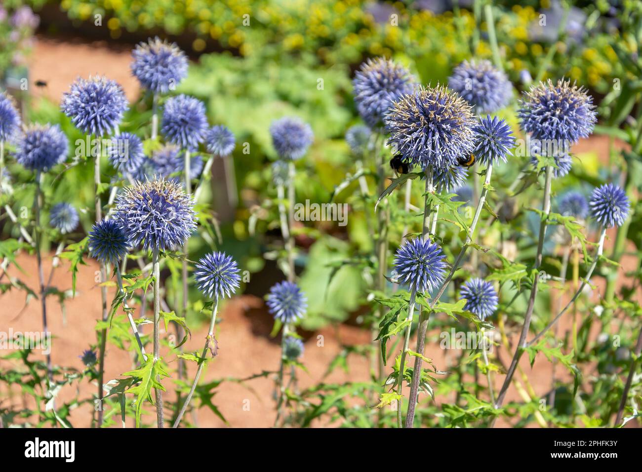 The garden form of thistle, Carduus, spherical inflorescences attract ...