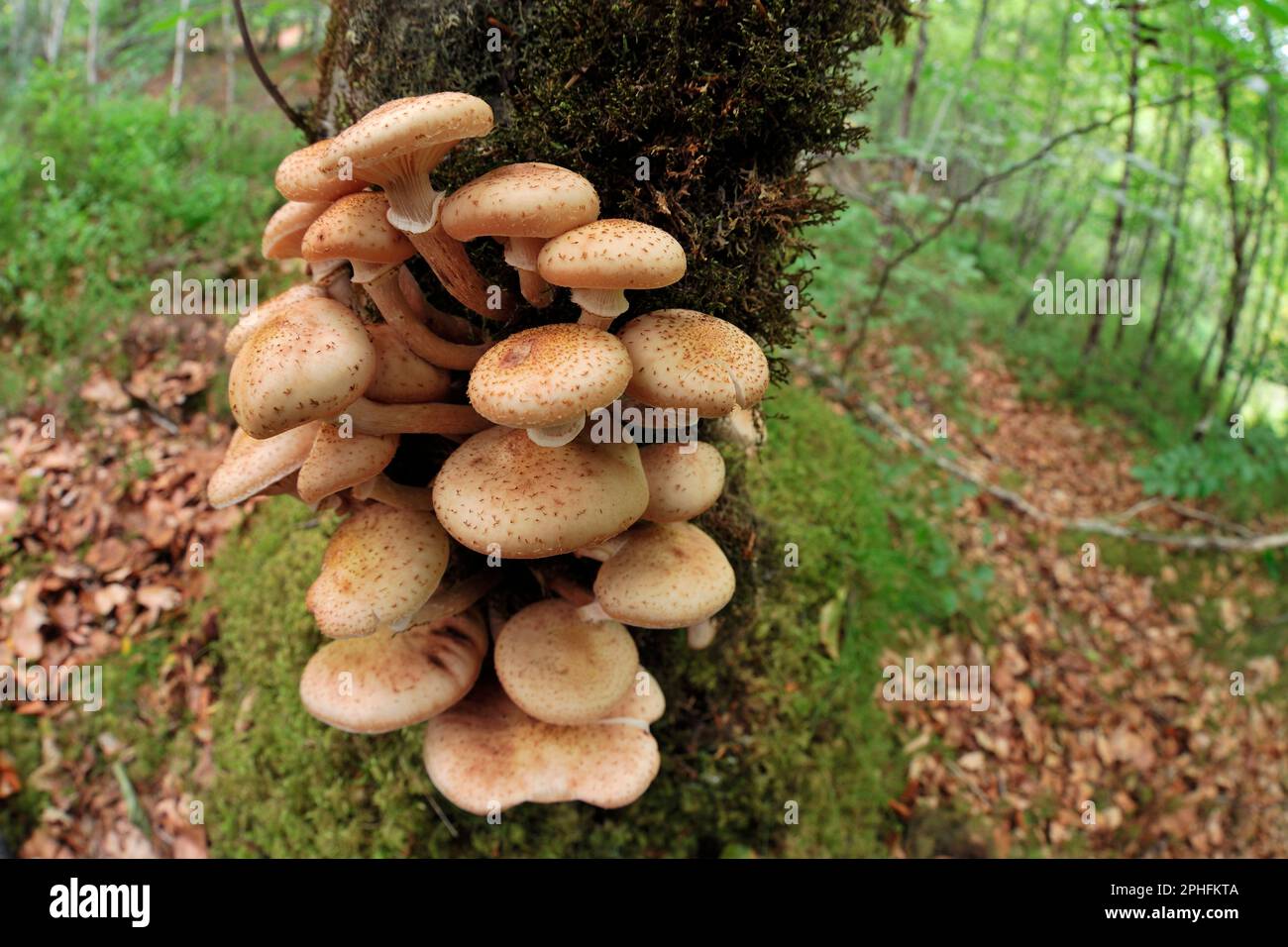 Honey Fungus / Bootlace Fungus (Armillaria mellea) growing on the trunk of an alder tree (Alnus glutinosa) Ross-shire, Scotland, September 2018 Stock Photo