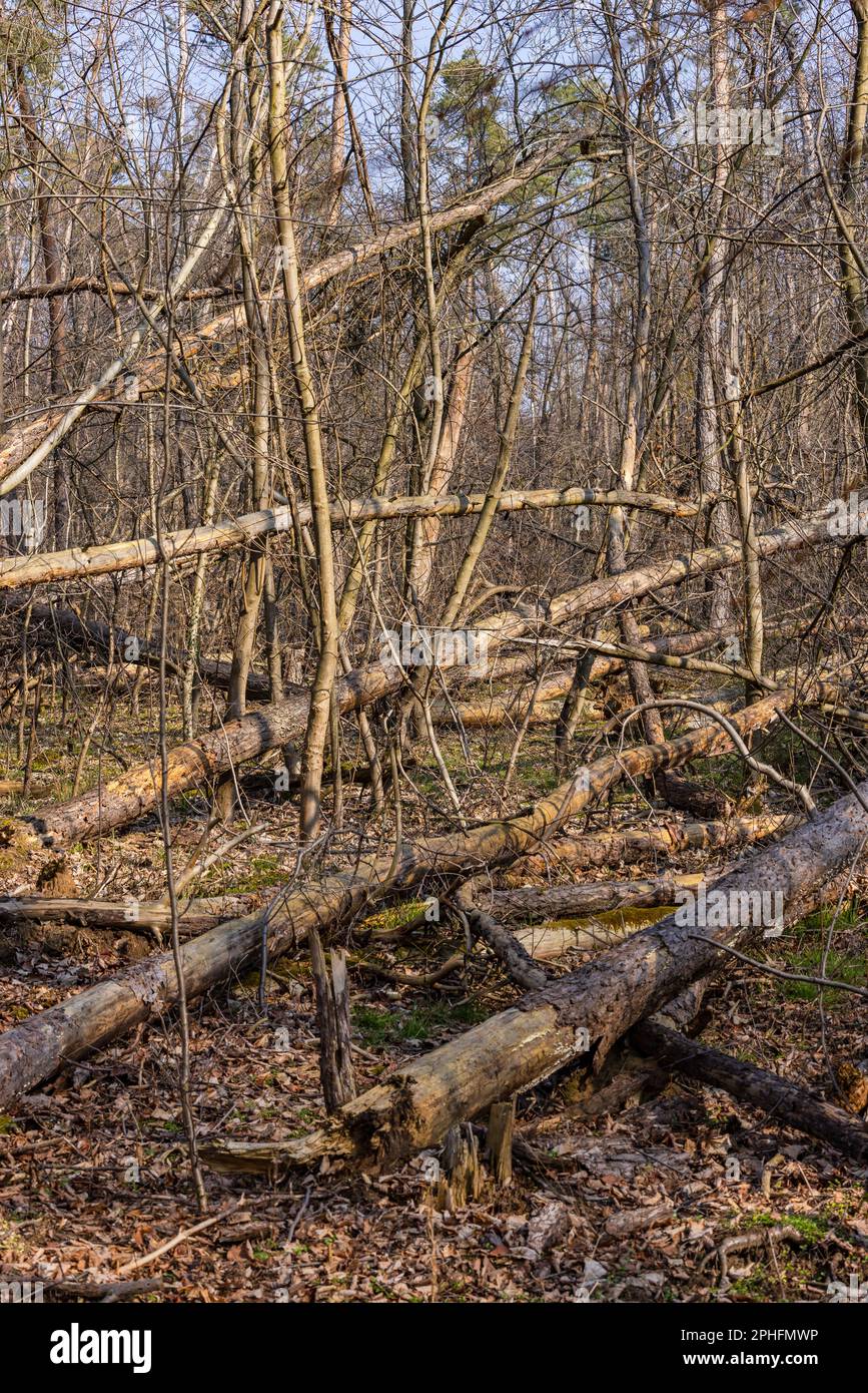 Fallen and uprooted trees in a forest damaged by drought and insect infestation Stock Photo