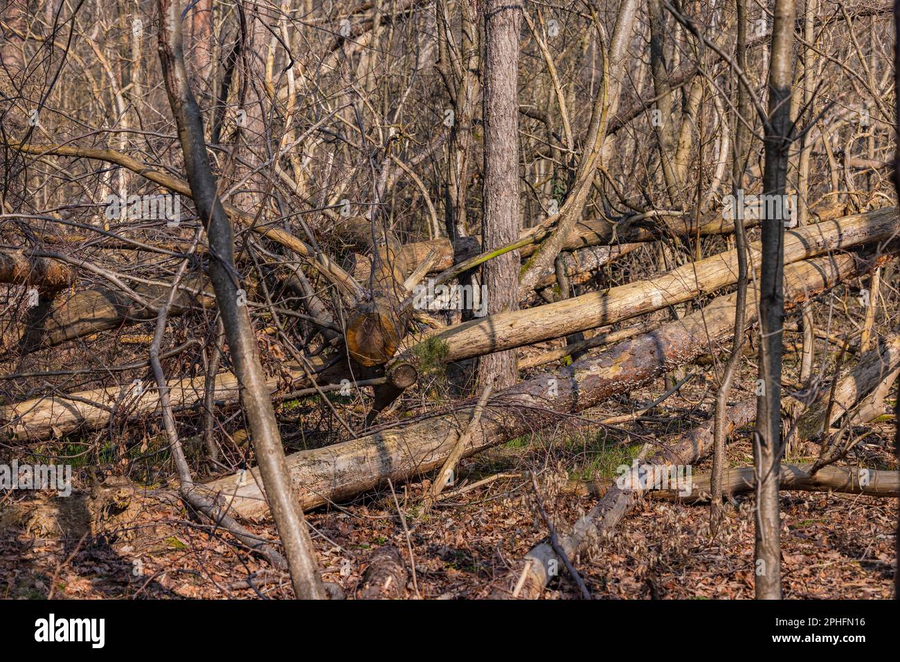 Loss of trees and damaged forest due to climate change, drought and